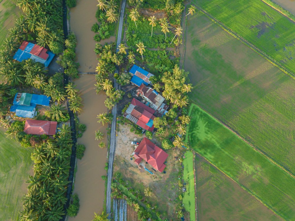 Aerial drone view of houses surrounded paddy field and green trees at Perak, Malaysia