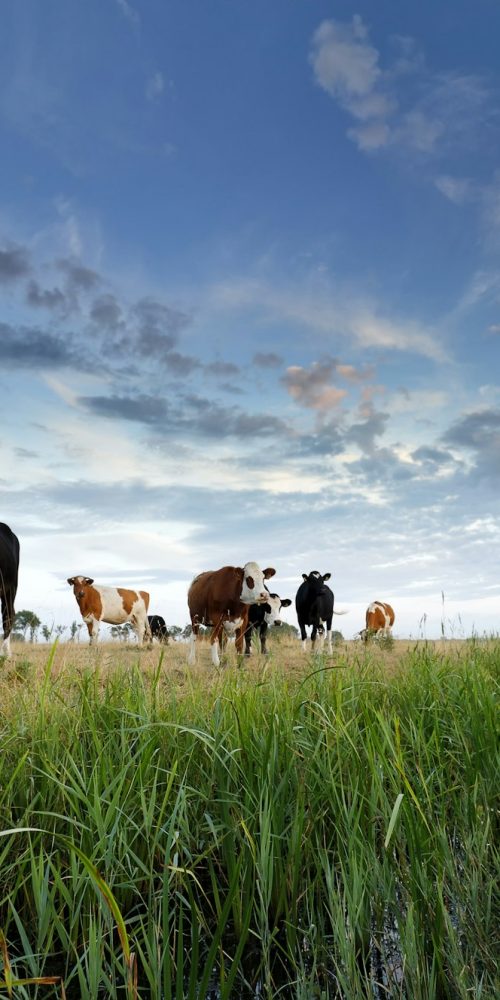 few cows on pasture at sunset
