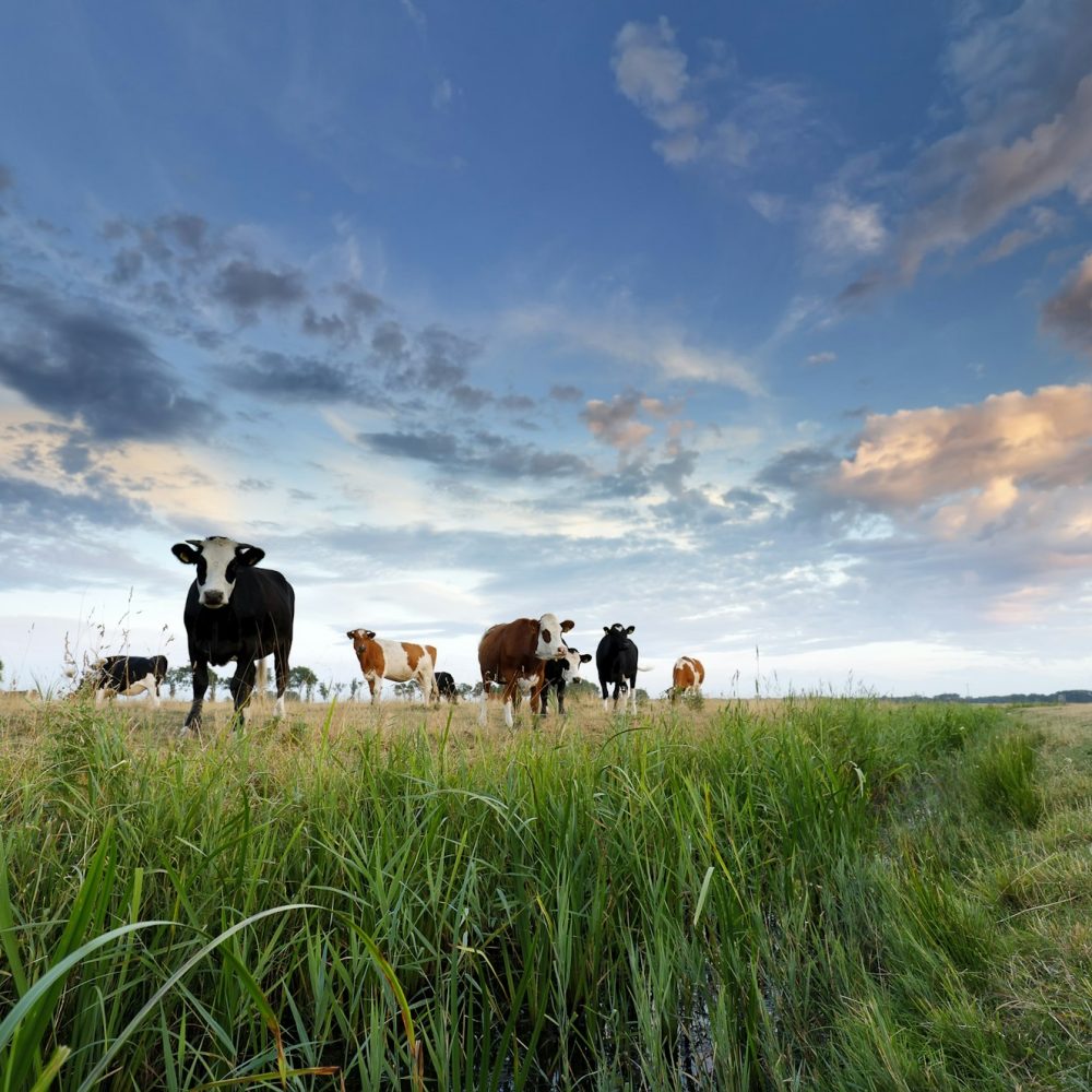 few cows on pasture at sunset