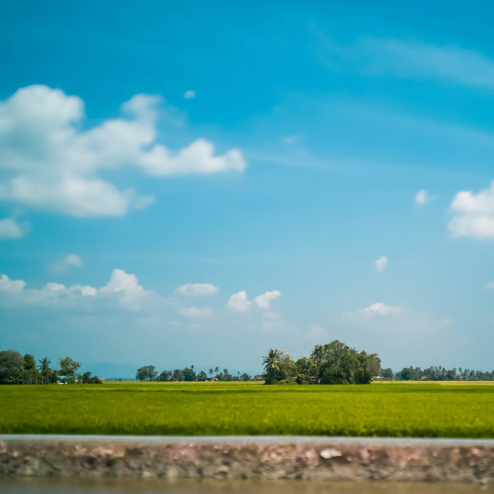 paddy field with water irrigation in Kedah, Malaysia